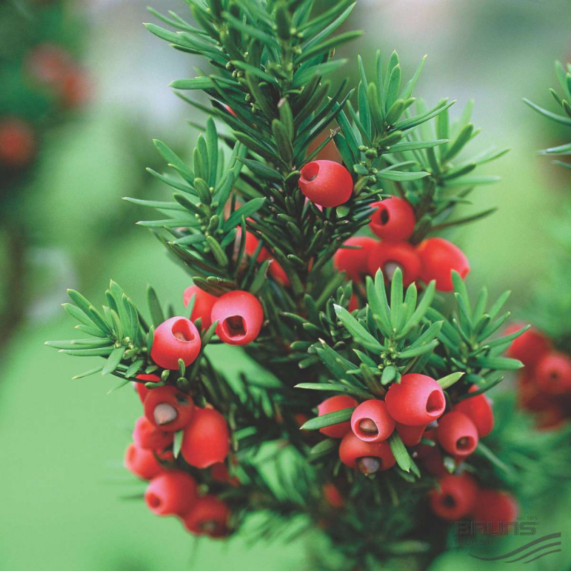 Тис ягодный "Taxus