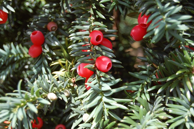Тисс ягодный (Taxus baccata
