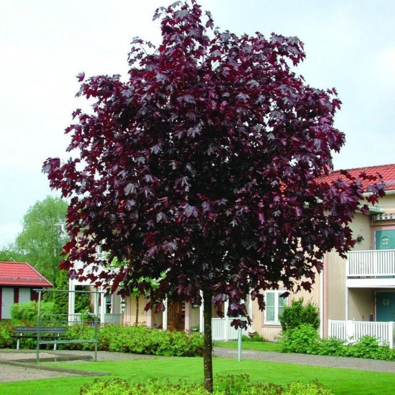 Клен остролистный Acer platanoides Royal Red