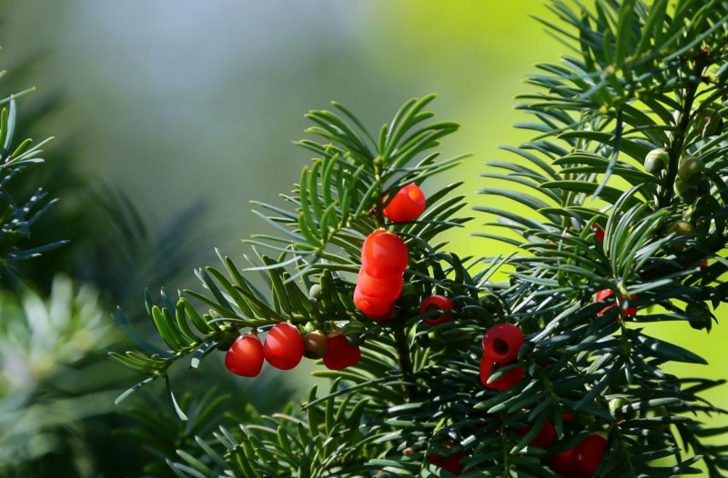 Тис ягодный (Taxus baccata David p9)