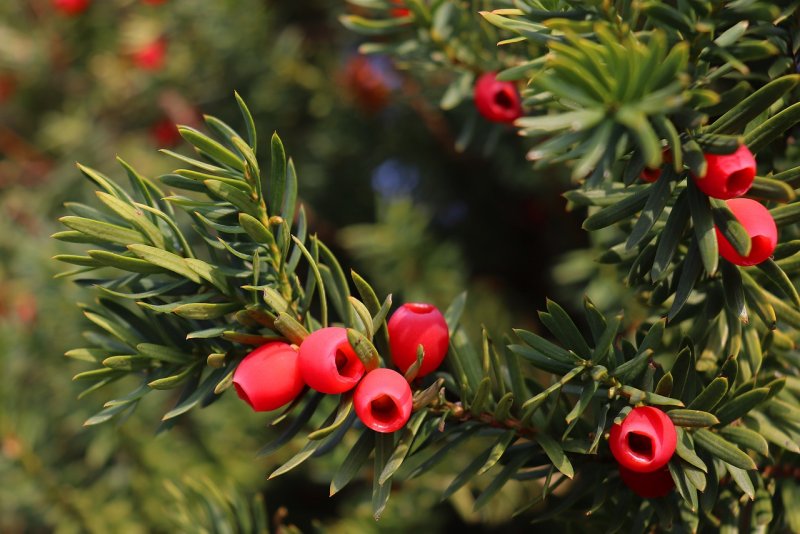 Тис Дальневосточный Taxus cuspidata
