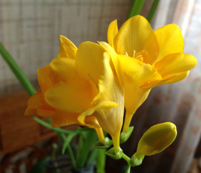 Луковичные многолетники фрезия