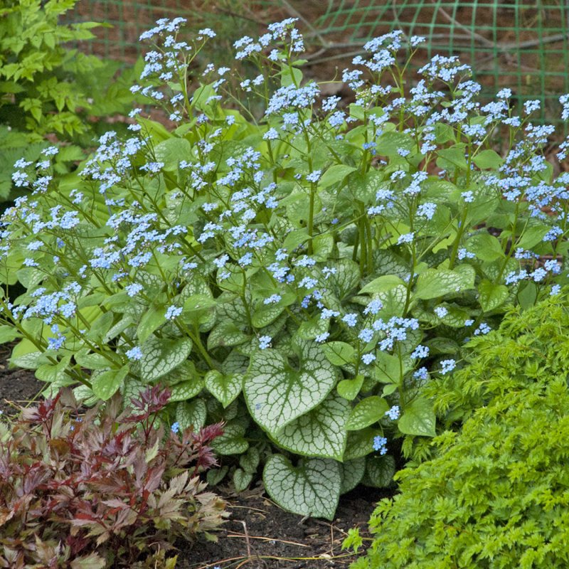Бруннера variegata