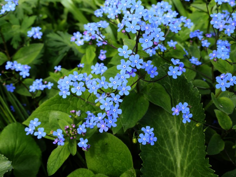 Бруннера крупнолистная (Brunnera macrophylla)