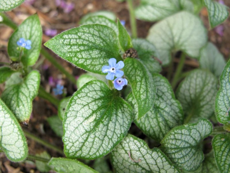 Бруннера крупнолистная (Brunnera macrophylla)