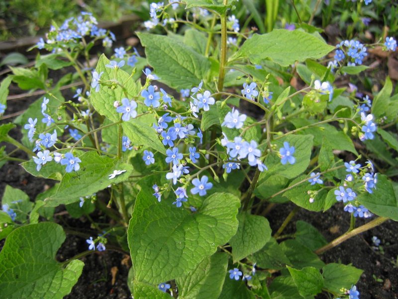 Бруннера Незабудочник Brunnera macrophylla