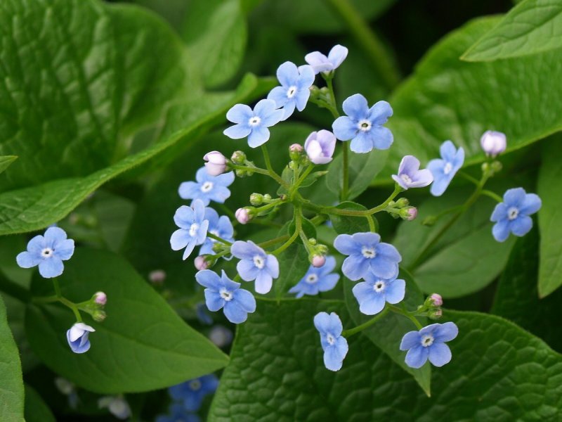 Бруннера крупнолистная Brunnera
