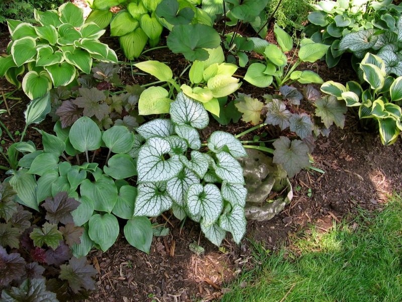 Бруннера крупнолистная variegata