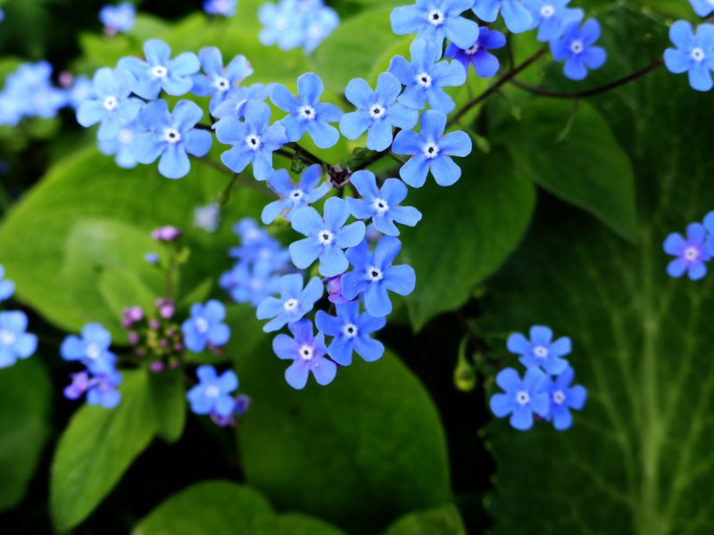 Бруннера крупнолистная . . . . . С2. . . , Brunnera macrophylla
