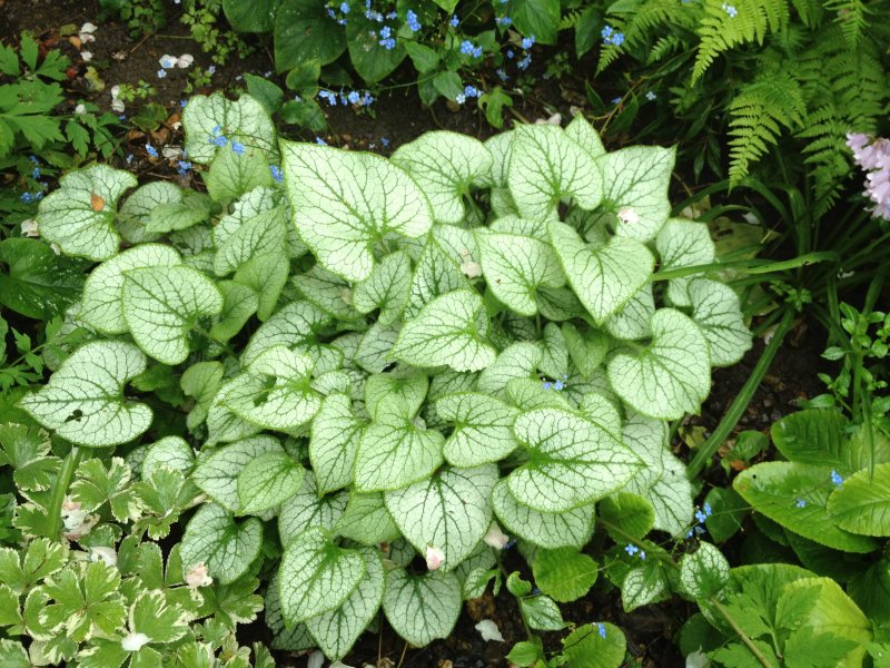 Brunnera macrophylla