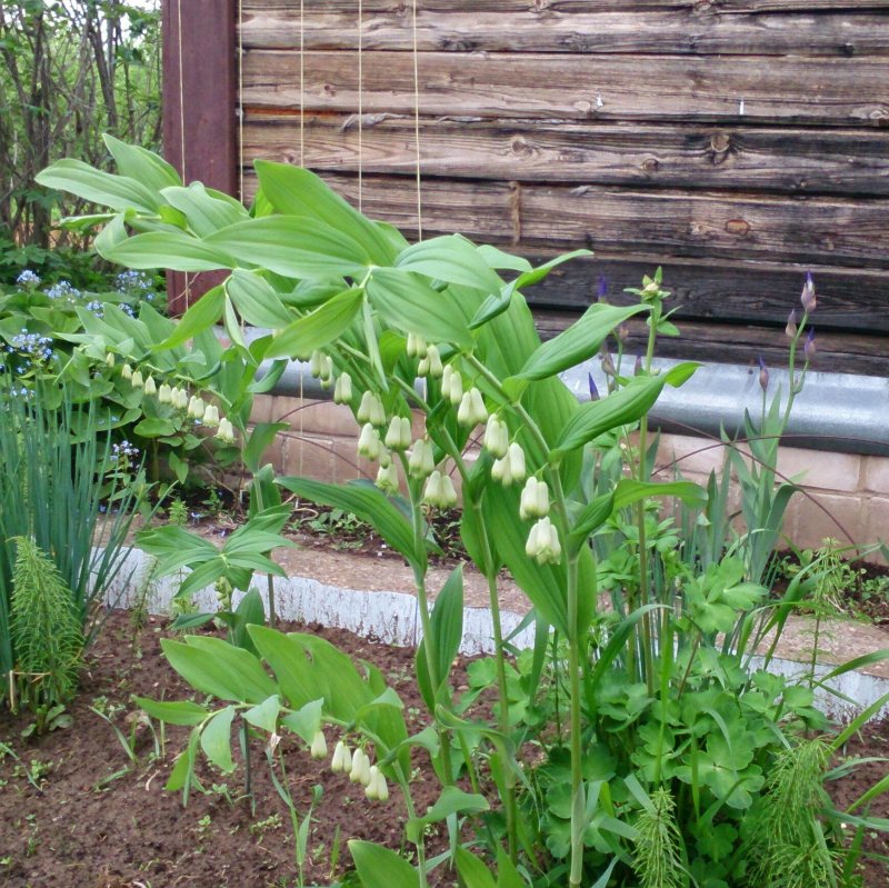 Купена многоцветковая осенью