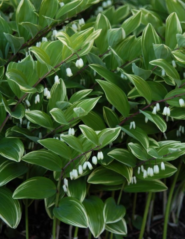 Купена Polygonatum multiflorum variegatum