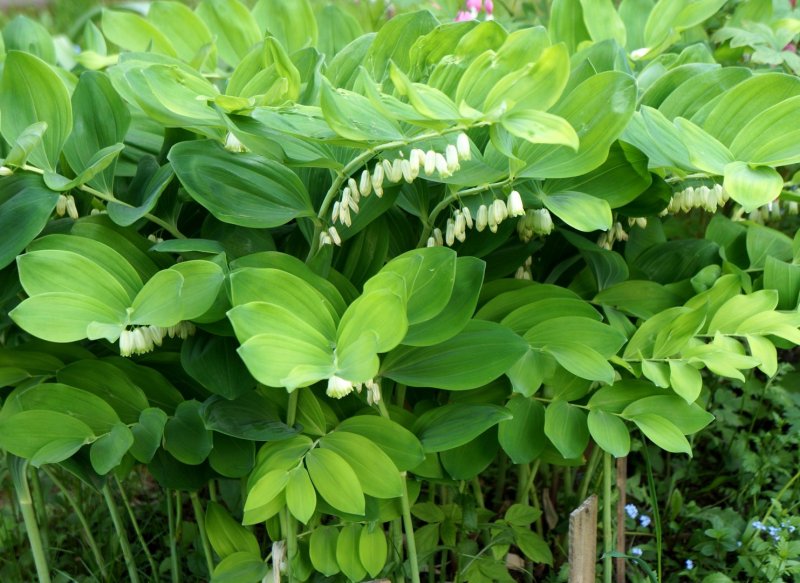 Купена (Polygonatum)
