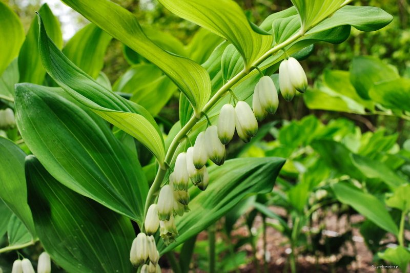 Купена многоцветковая (Polygonatum multiflorum)