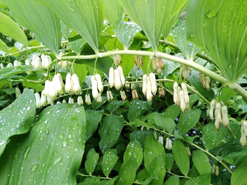 Купена мутовчатая