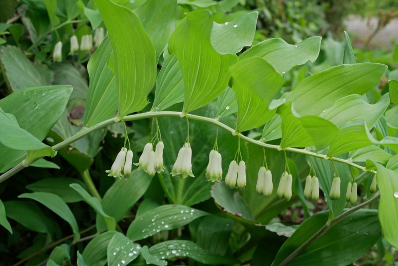 Купена (Polygonatum)