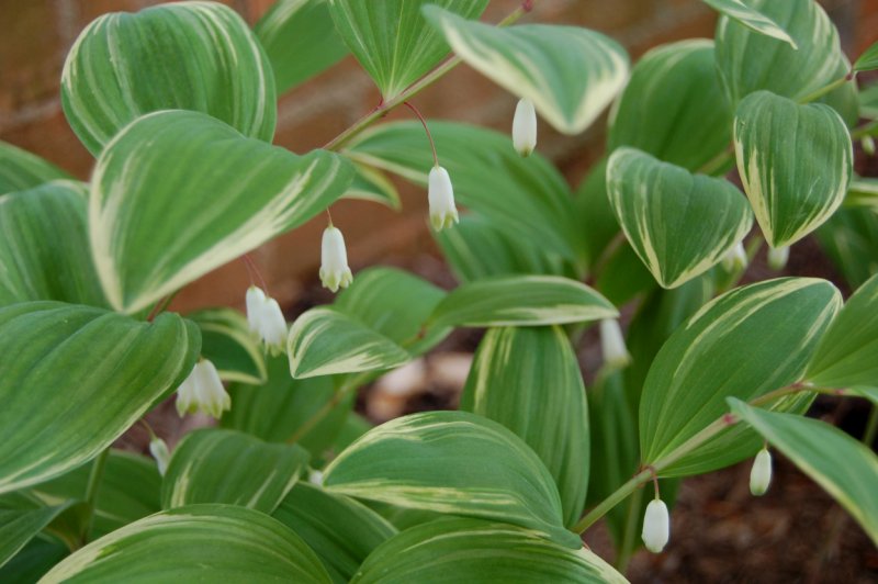 Купена Polygonatum multiflorum variegatum