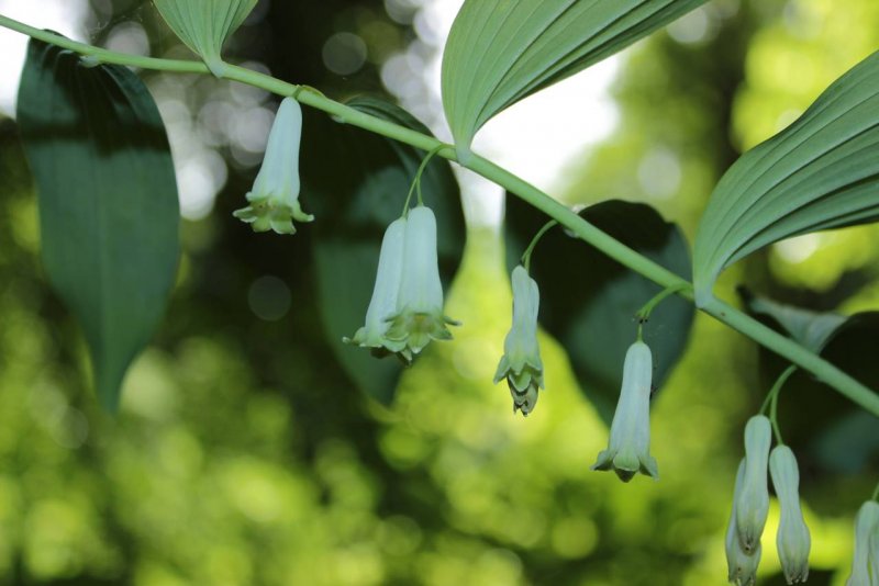 Купена Северцова (Polygonatum sewerzowii)