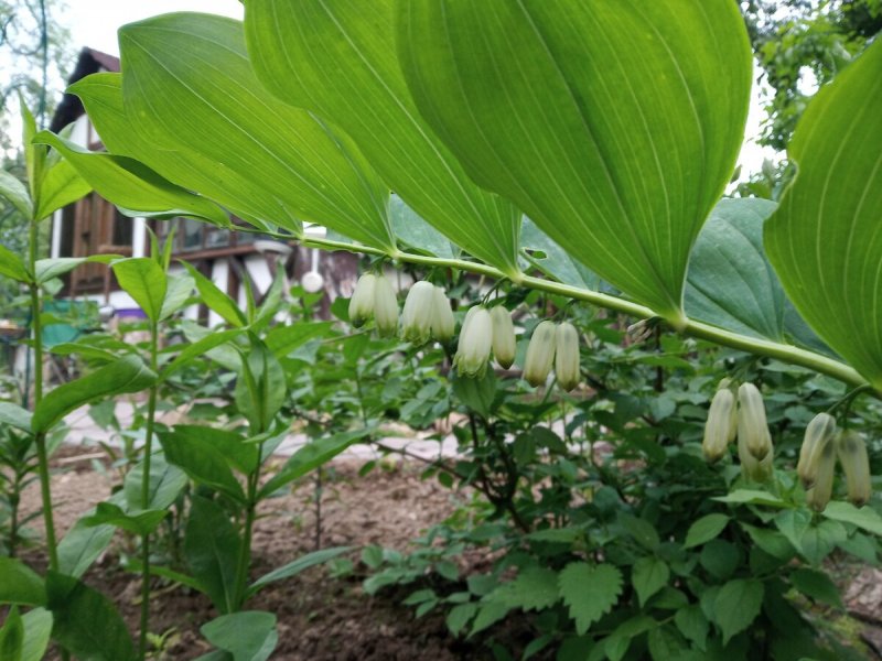 Королевский Ландыш купена