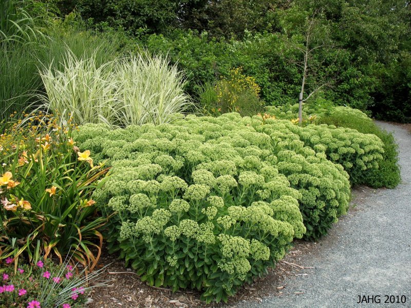 Очиток Видный (Sedum spectabile)