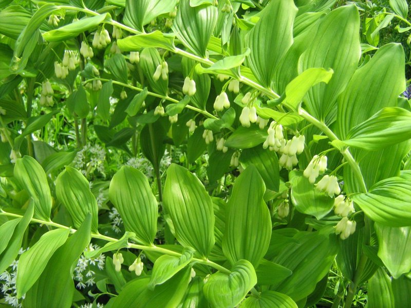 Купена мутовчатая