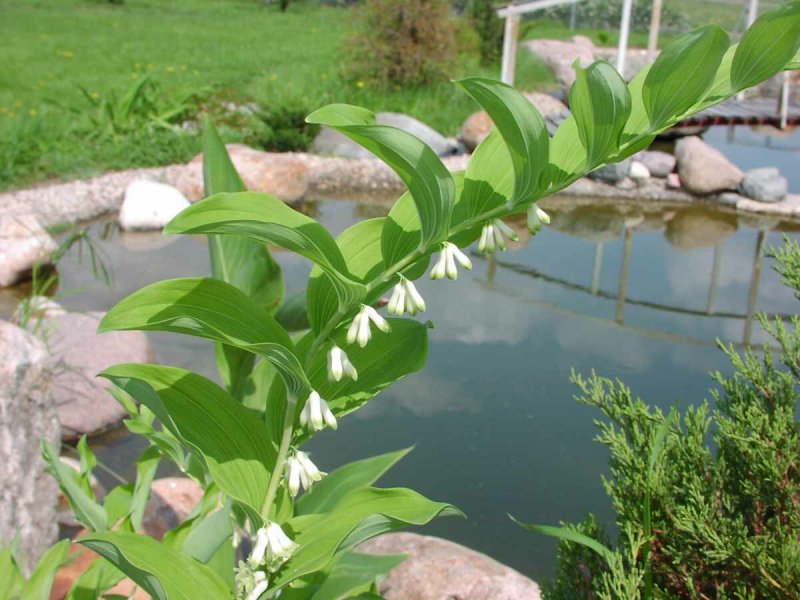 Купена мутовчатая