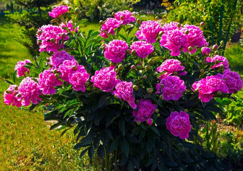 Пион древовидный (Paeonia suffruticosa Yellow c2)