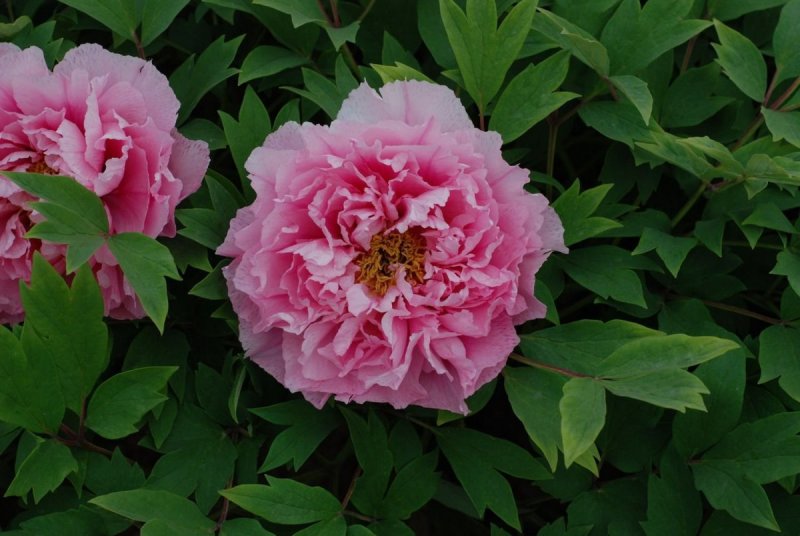 Lotus Bloom пион