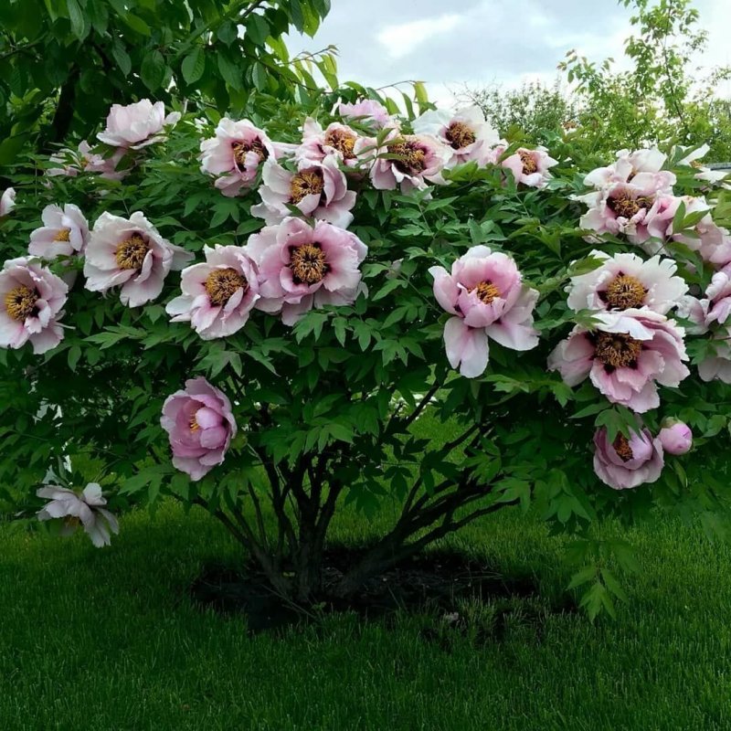 Paeonia suffruticosa с2 Black