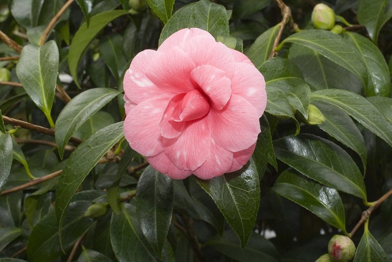 Камелия japonica