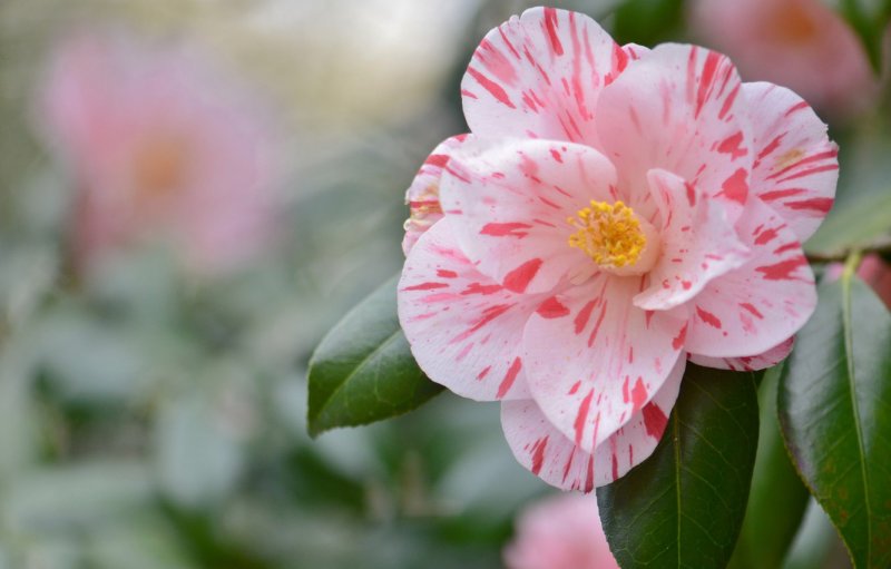 Camelia мелкоцветковая
