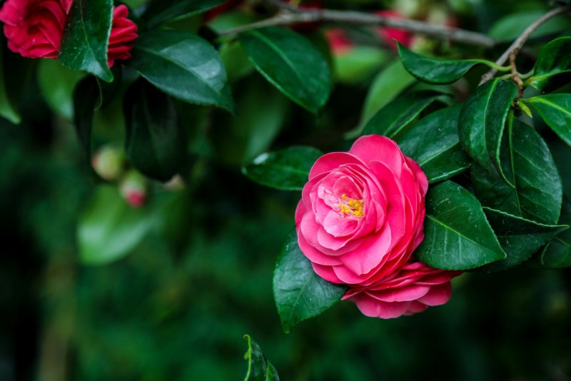 Камелия (Camellia)