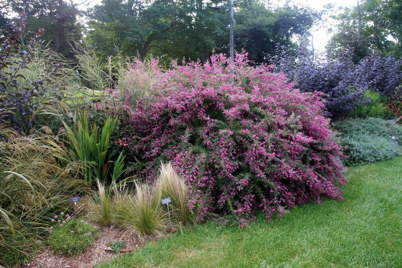Леспедеца двуцветная (Lespedeza bicolor)