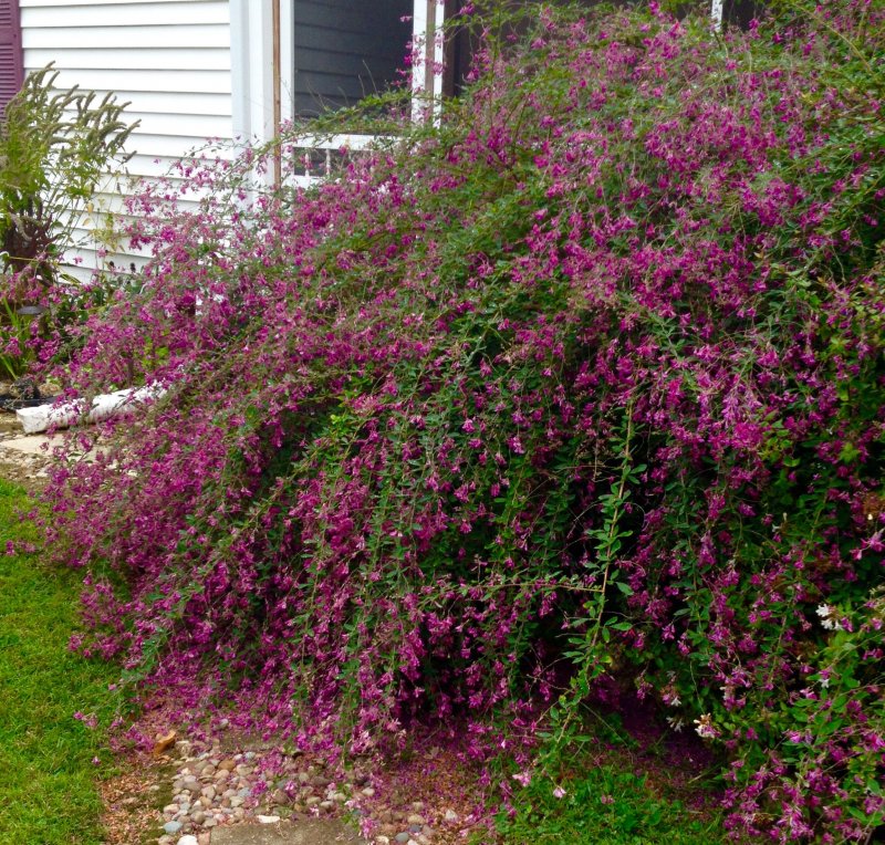 Lespedeza thunbergii