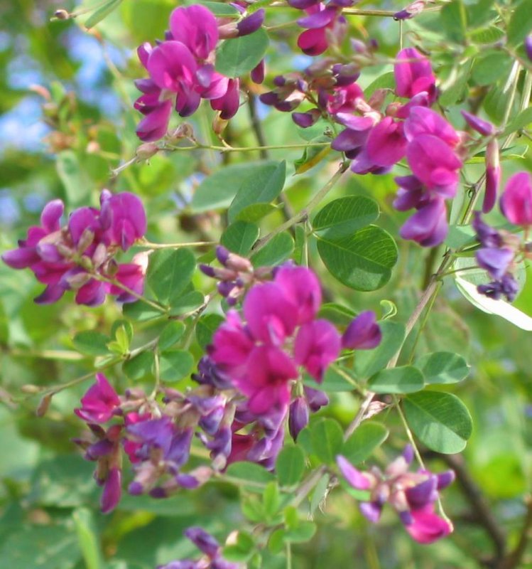 Леспедеца двуцветная (Lespedeza bicolor Turcz.)