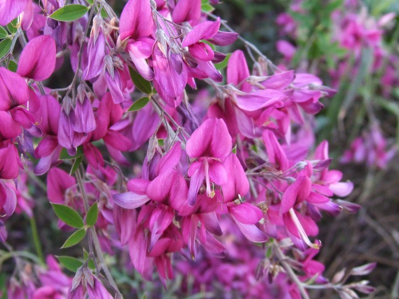 Леспедеца двуцветная (Lespedeza bicolor Turcz.)