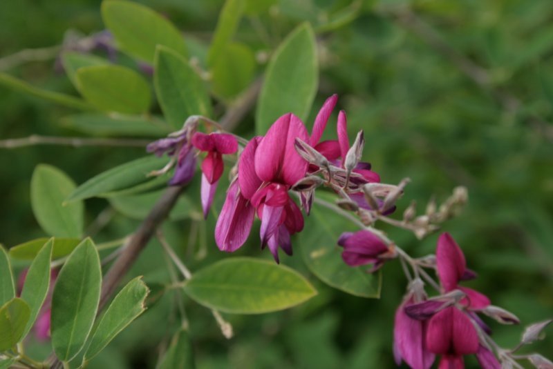 Lespedeza thunbergii