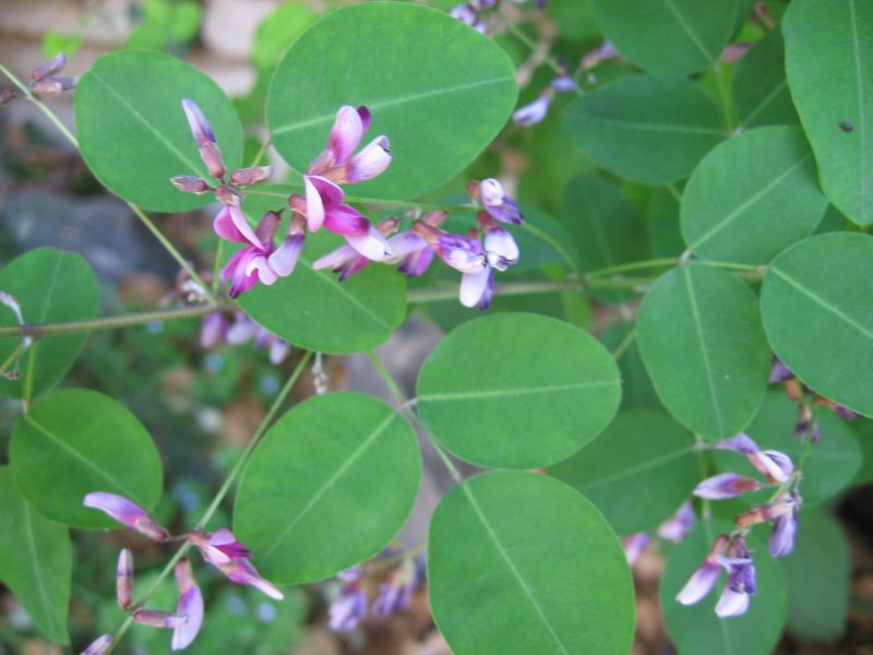 Леспедеца двуцветная (Lespedeza bicolor)