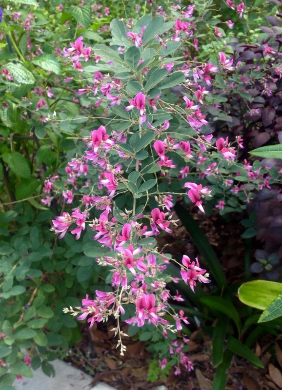 Леспедеца двуцветная (Lespedeza bicolor)