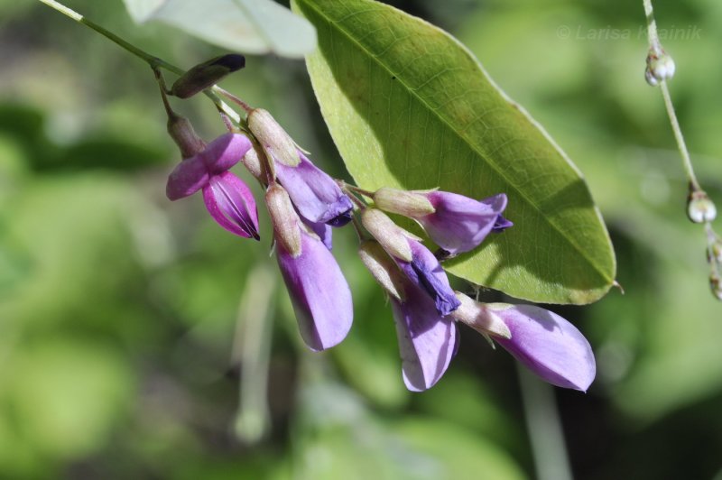 Lespedeza longifolia