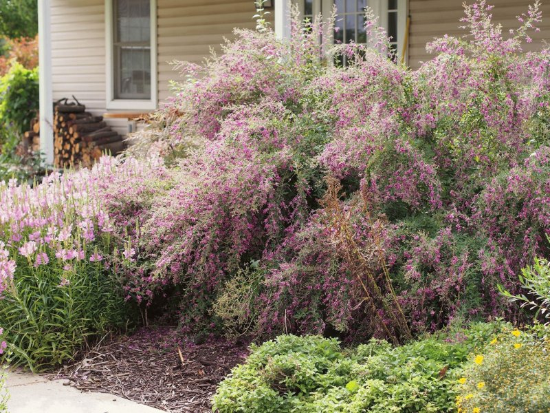 Леспедеца двуцветная (Lespedeza bicolor)