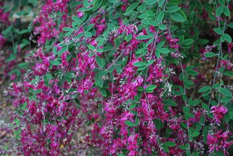 Леспедеца двуцветная (Lespedeza bicolor Turcz.)