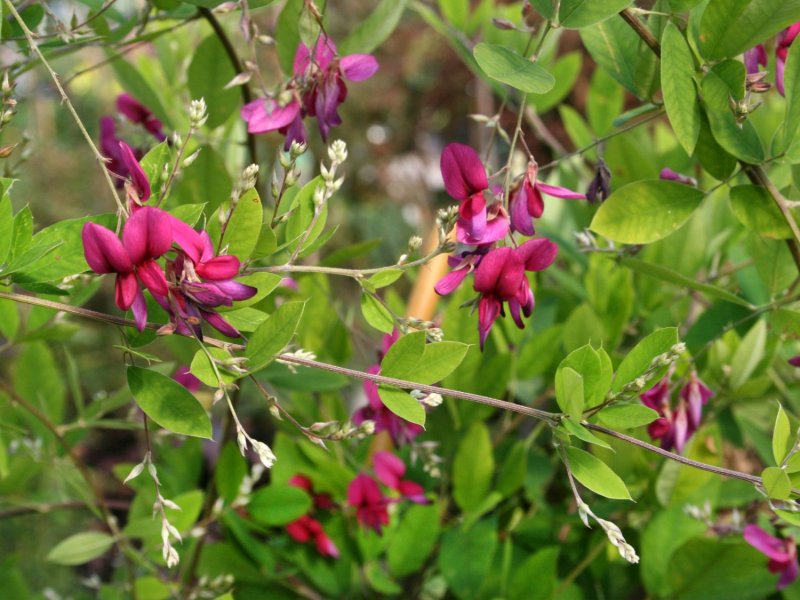 Lespedeza thunbergii