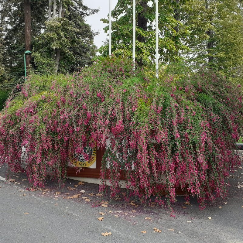 Леспедеца двуцветная (Lespedeza bicolor)