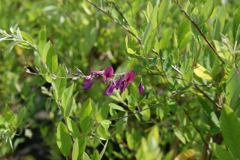 Lespedeza thunbergii