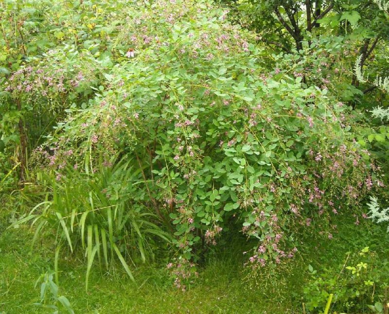 Леспедеция кустарник