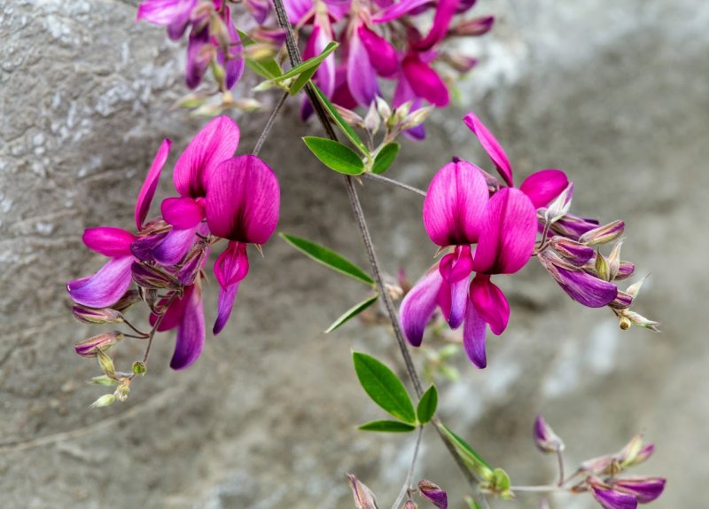 Lespedeza thunbergii
