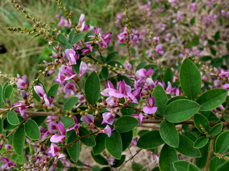 Lespedeza thunbergii