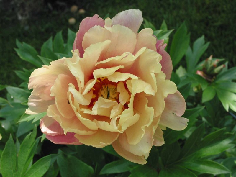 Soleil d'Ambre пион