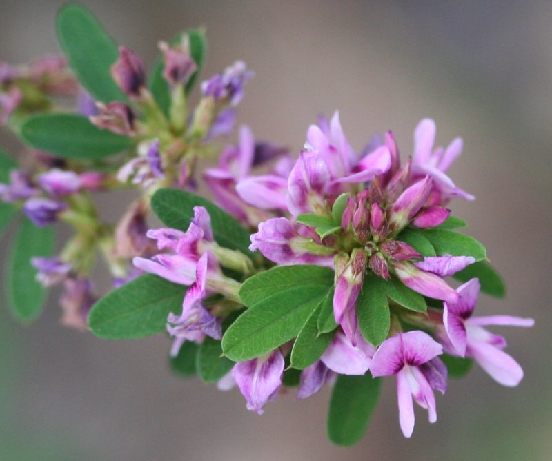 Леспедеца двуцветная (Lespedeza bicolor)